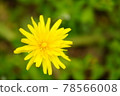 Dandelion 78566008