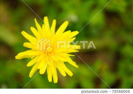 Dandelion 78566008