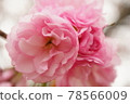 Peony flower close-up 78566009