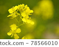 Rape blossoms closeup 78566010