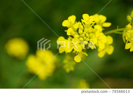 Rape blossoms 78566013