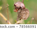 Mantis hatching 78566091