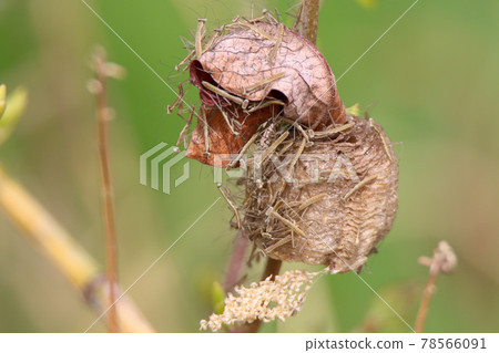 Mantis hatching 78566091