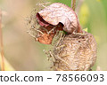 Hatched mantis 78566093