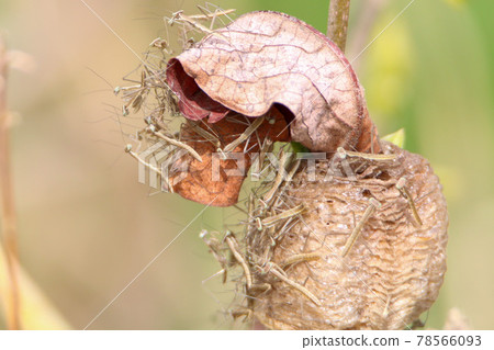 孵化的螳螂 78566093