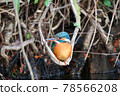 Kingfisher swing 78566208