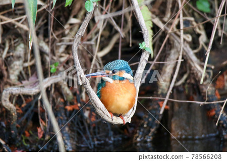 翠鳥鞦韆 78566208