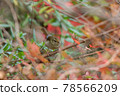 Uguusu 78566209