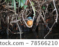 Kingfisher swing 78566210