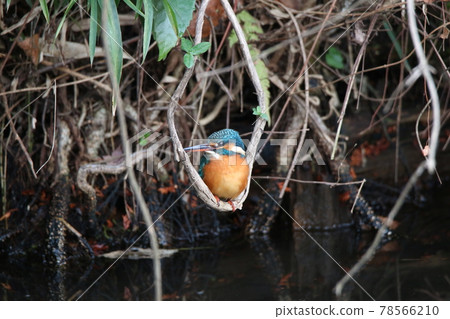 翠鳥鞦韆 翠鳥鞦韆 78566210