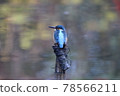Kingfisher 78566211