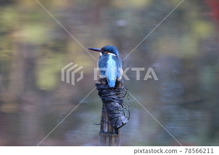 Kingfisher 78566211