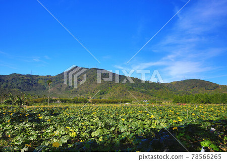 Loofah plantation in bloom Loofah plantation in bloom 78566265