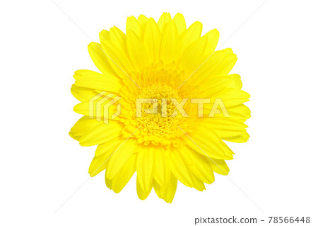 [Gerbera] (Depth synthesis) 78566448