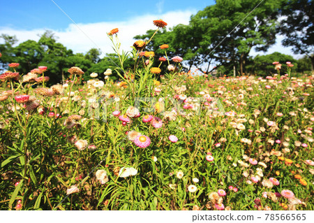 Blooming helichrysum (immortelle) flower Blooming helichrysum (immortelle) flower 78566565