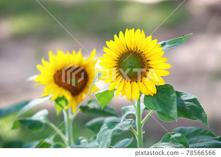 Beautiful sunflower flower 78566566
