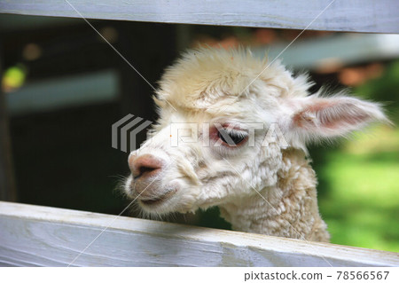 羊駝(草泥馬)頭部近照 78566567