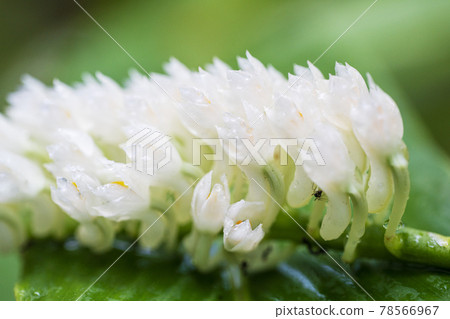 Bouquet White Dendrobium secundum, Epidendroideae flower with ant over nature background.  78566967