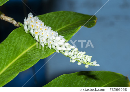 Bouquet White Dendrobium secundum, Epidendroideae flower with ant over nature background. Bouquet White Dendrobium secundum, Epidendroideae flower with ant over nature background. 78566968