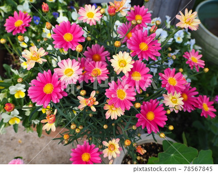 Flower 78567845