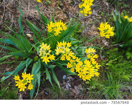 Yellow flower 78567848