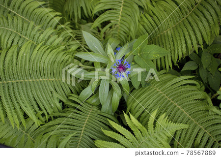 beautiful blue cornflowers and ferns on the background of green grass in the garden beautiful blue cornflowers and ferns on the background of green grass in the garden 78567889