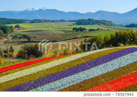 A famous place in Hokkaido, the flower field of Shikisai no Oka A famous place in Hokkaido, the flower field of Shikisai no Oka 78567942