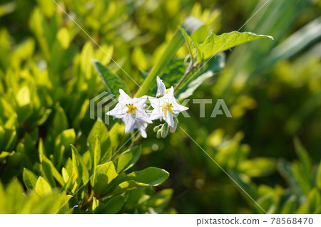 華納索比 華納索比 78568470