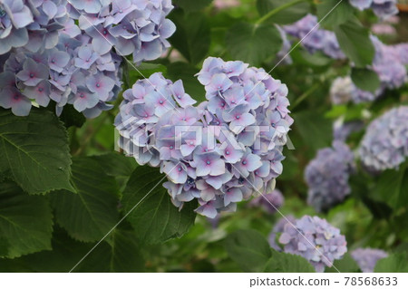 心形繡球花 心形繡球花 78568633