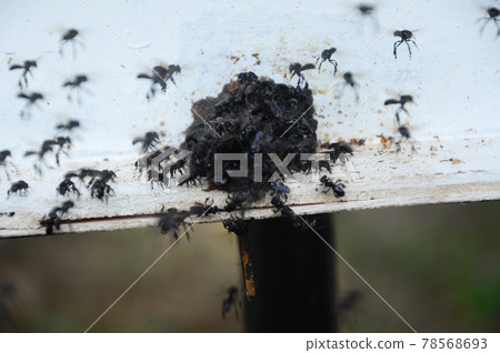 SERDANG, MALAYSIA -DECEMBER 7, 2016: Nest entrance for sting less bee or local tongue call kelulut SERDANG, MALAYSIA -DECEMBER 7, 2016: Nest entrance for sting less bee or local tongue call kelulut 78568693