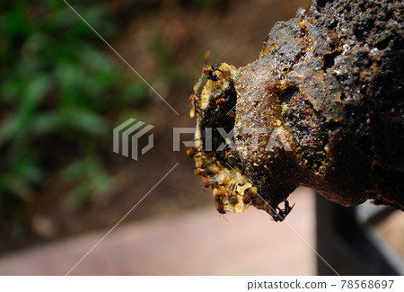 SERDANG, MALAYSIA -DECEMBER 7, 2016: Nest entrance for sting less bee or local tongue call kelulut SERDANG, MALAYSIA -DECEMBER 7, 2016: Nest entrance for sting less bee or local tongue call kelulut 78568697
