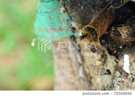 SERDANG, MALAYSIA -DECEMBER 7, 2016: Nest entrance for sting less bee or local tongue call kelulut SERDANG, MALAYSIA -DECEMBER 7, 2016: Nest entrance for sting less bee or local tongue call kelulut 78568698