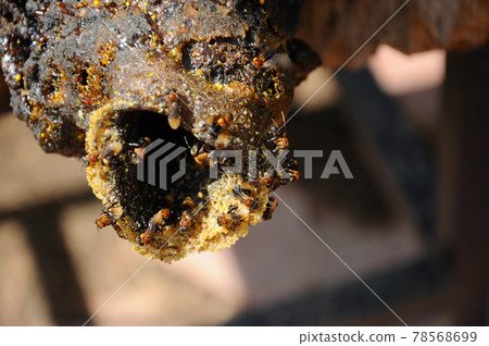 SERDANG, MALAYSIA -DECEMBER 7, 2016: Nest entrance for sting less bee or local tongue call kelulut SERDANG, MALAYSIA -DECEMBER 7, 2016: Nest entrance for sting less bee or local tongue call kelulut 78568699