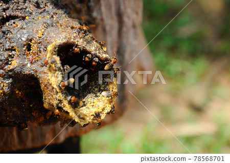 SERDANG, MALAYSIA -DECEMBER 7, 2016: Nest entrance for sting less bee or local tongue call kelulut SERDANG, MALAYSIA -DECEMBER 7, 2016: Nest entrance for sting less bee or local tongue call kelulut 78568701