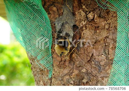 SERDANG, MALAYSIA -DECEMBER 7, 2016: Nest entrance for sting less bee or local tongue call kelulut  78568706