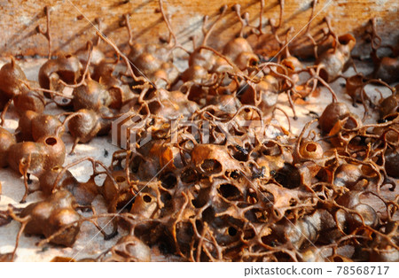 SERDANG, MALAYSIA -DECEMBER 7, 2016: Inside nest of sting less bee or local tongue call kelulut SERDANG, MALAYSIA -DECEMBER 7, 2016: Inside nest of sting less bee or local tongue call kelulut 78568717