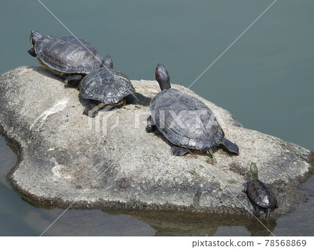 龜殼乾燥 78568869