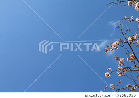 Sakura and airplane cloud Sakura and airplane cloud 78569059