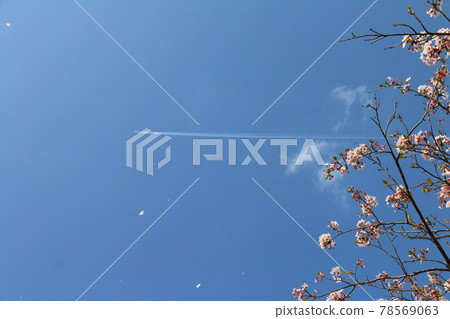 空降和櫻花 空降和櫻花 78569063