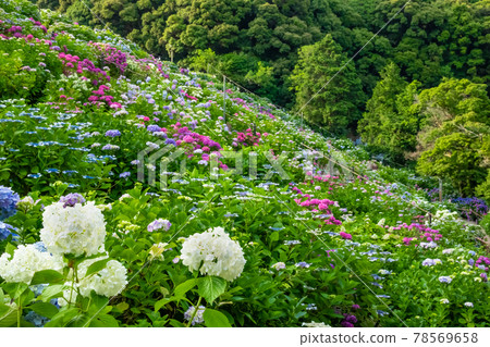 Katahara Onsen Hydrangea Village <Gamagori City, Aichi Prefecture> Katahara Onsen Hydrangea Village <Gamagori City, Aichi Prefecture> 78569658