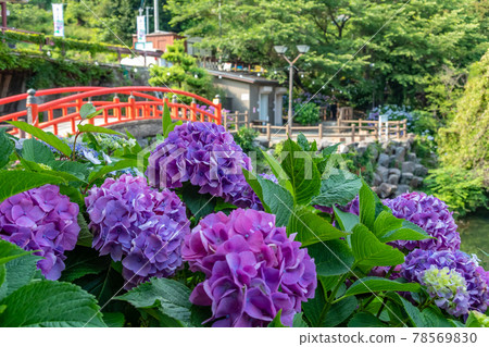 Katahara Onsen Hydrangea Village <Gamagori City, Aichi Prefecture> Katahara Onsen Hydrangea Village <Gamagori City, Aichi Prefecture> 78569830