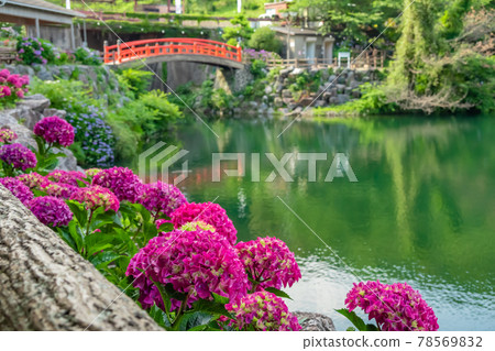 Katahara Onsen Hydrangea Village <Gamagori City, Aichi Prefecture> Katahara Onsen Hydrangea Village <Gamagori City, Aichi Prefecture> 78569832