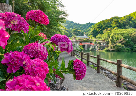 片原溫泉繡球村<愛知縣蒲郡市> 片原溫泉繡球村<愛知縣蒲郡市> 78569833