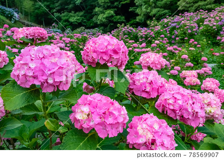 Katahara Onsen Hydrangea Village <Gamagori City, Aichi Prefecture> Katahara Onsen Hydrangea Village <Gamagori City, Aichi Prefecture> 78569907