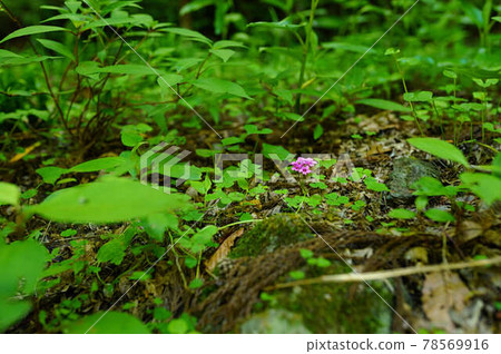 一朵綠色的花 一朵綠色的花 78569916