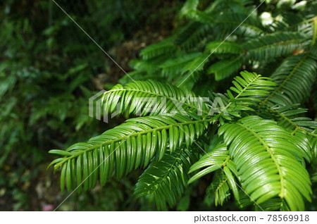 新鮮的綠葉 78569918