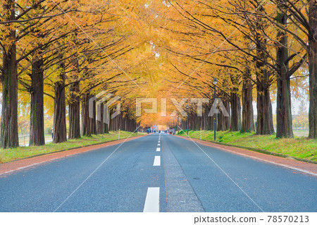 [Shiga Prefecture] Metasequoia Namiki in December and autumn leaves 78570213
