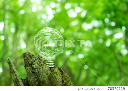Light bulb in the forest 78570219