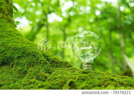 森林裡的燈泡 78570221