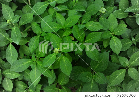 Dark green hydrangea leaves Dark green hydrangea leaves 78570306
